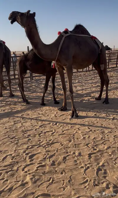 قعود مجهم ساسه مري سلالة حجاب index