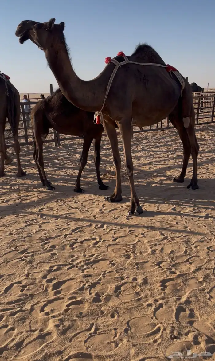 قعود مجهم ساسه مري سلالة حجاب 1