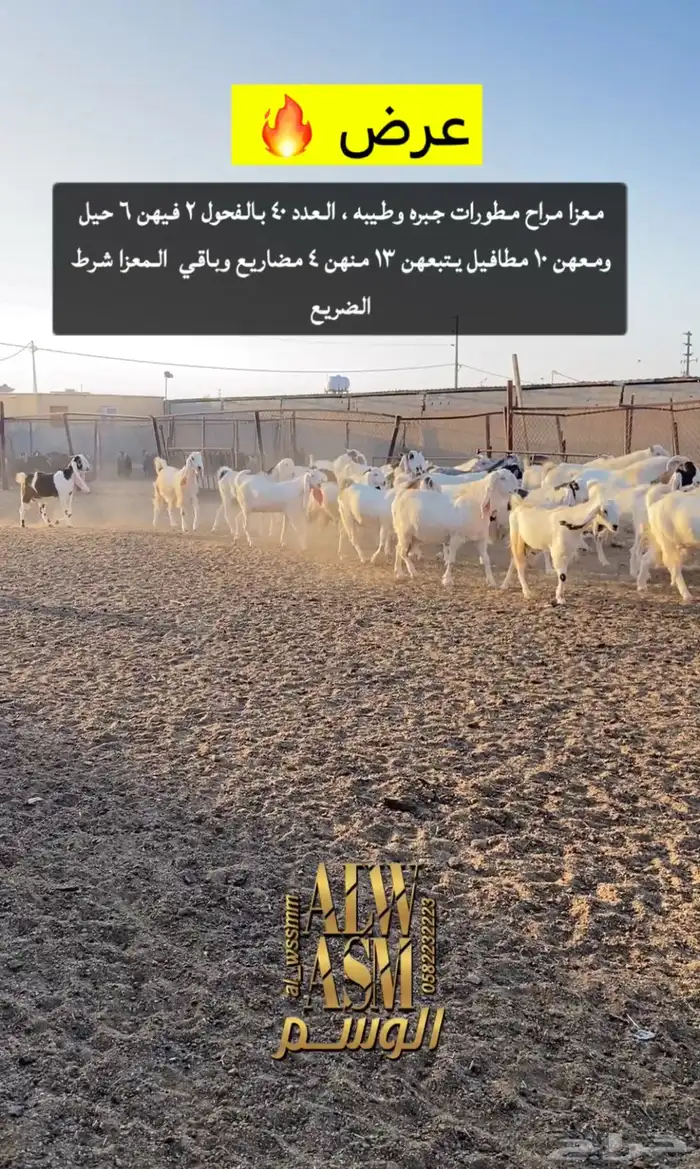 معزا مطورات مطافيل ومضاريع 3