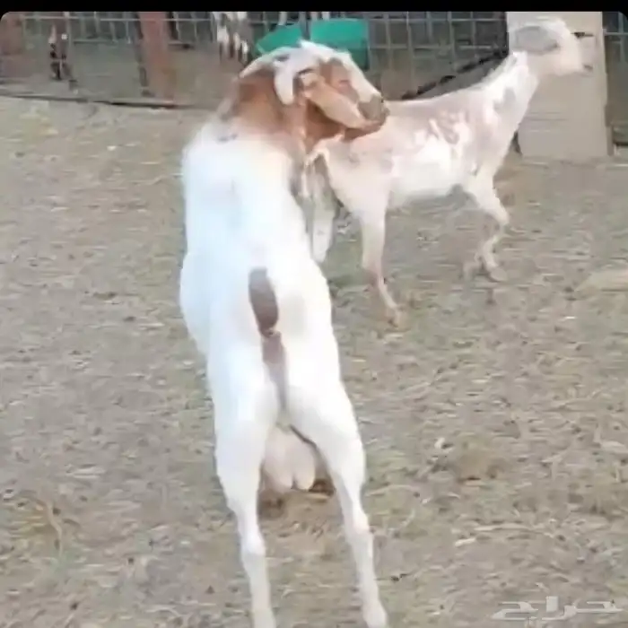 فحل جنوبي للبيع 2