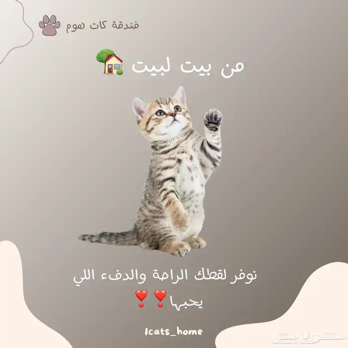 فندقة قطط - مبيت قطط - شاور قطط 1