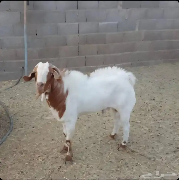 فحل جنوبي للبيع 0