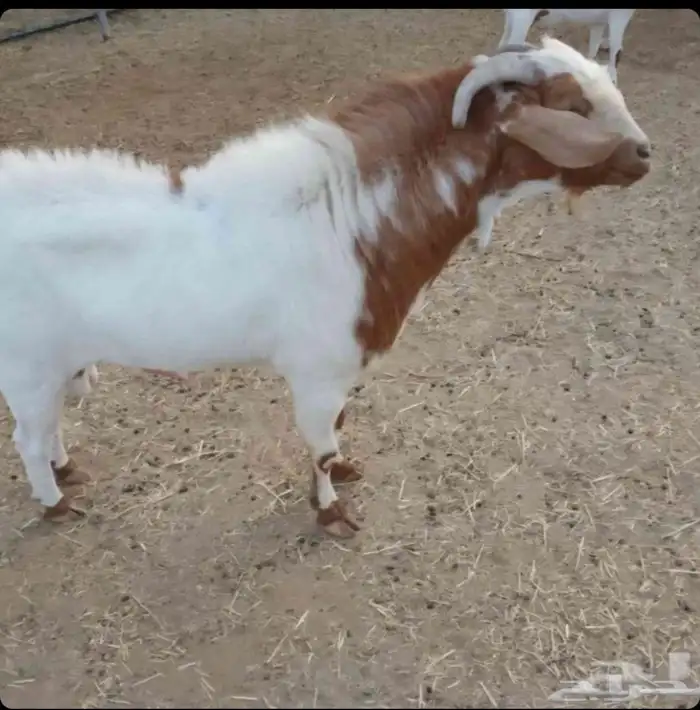 فحل جنوبي للبيع 1