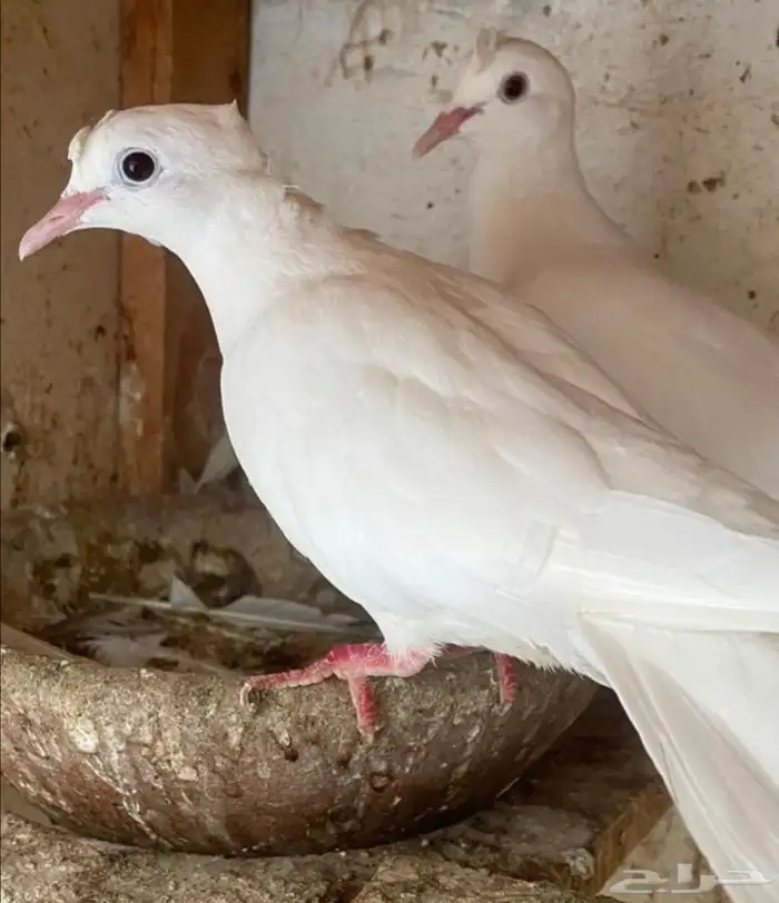 جوز قماري منتج 0