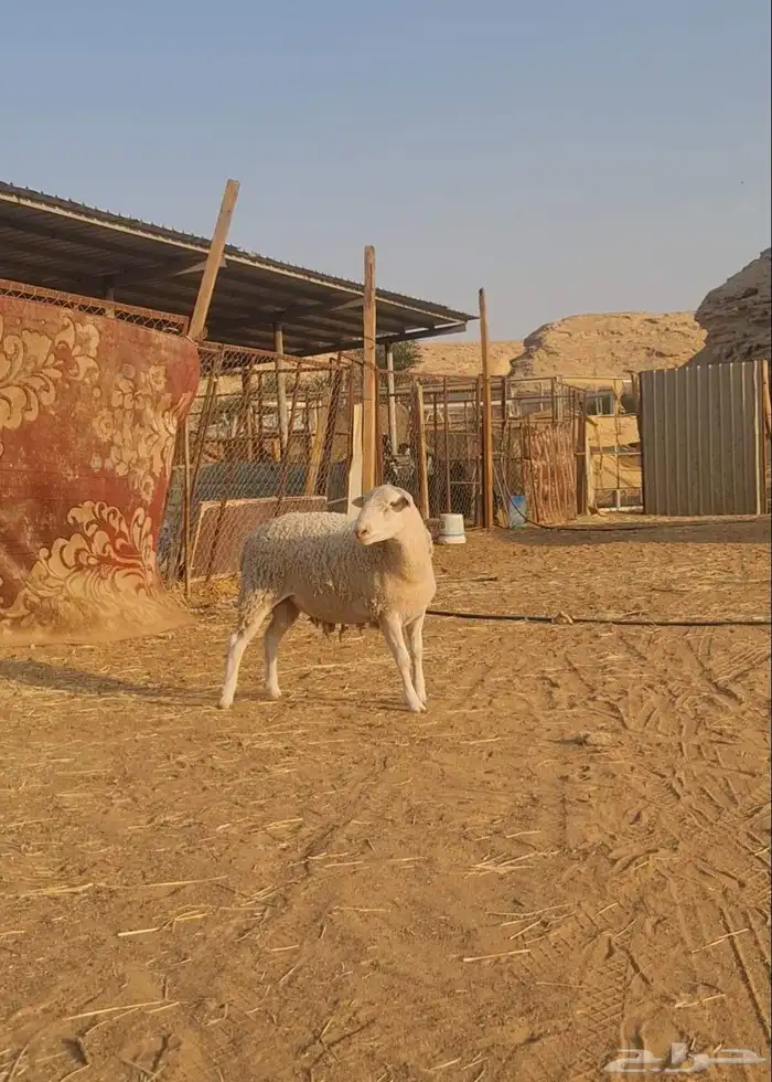 خروف دوربر جنوب إفريقي مستوى فاخر 2