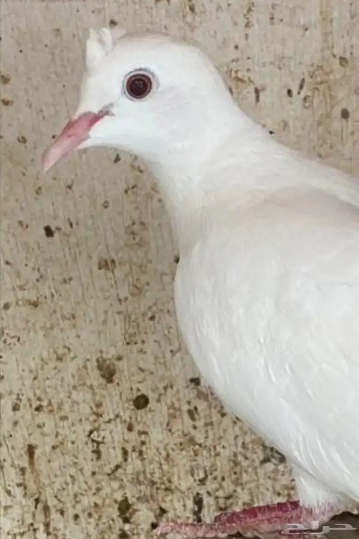 جوز قماري منتج 1