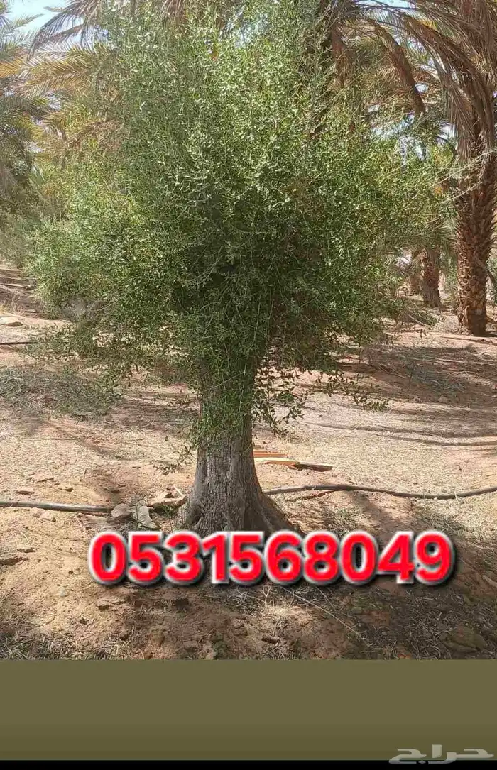 يوجد لدينا جميع انواع الشبوك انخيل واشجار الزيتون توريد وترك 6