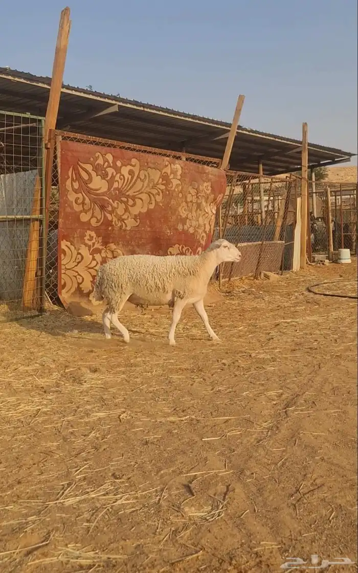 خروف دوربر جنوب إفريقي مستوى فاخر 1