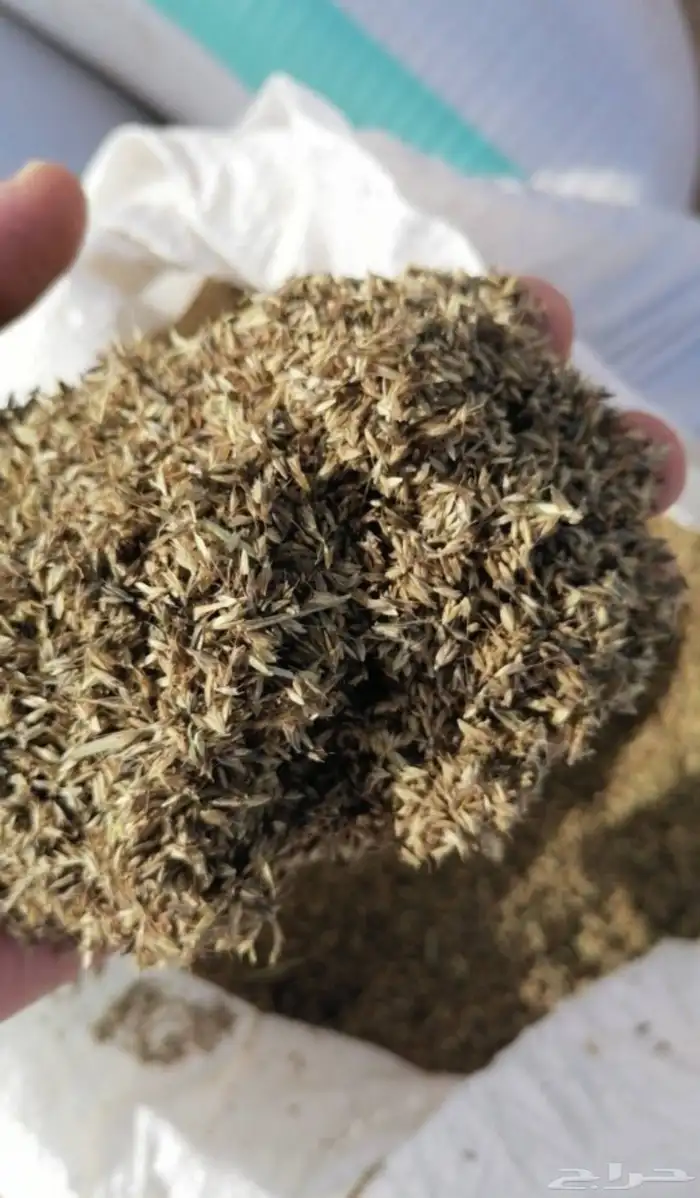 بذور رودس وطني 0