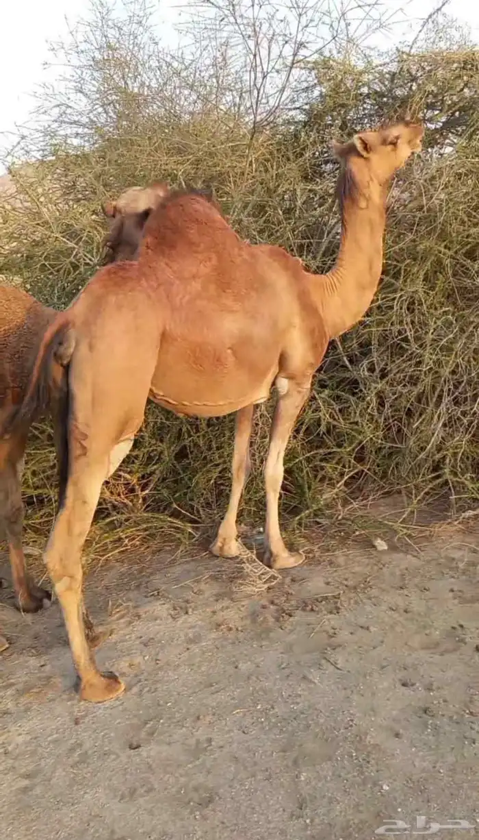 نياق للبيع 1
