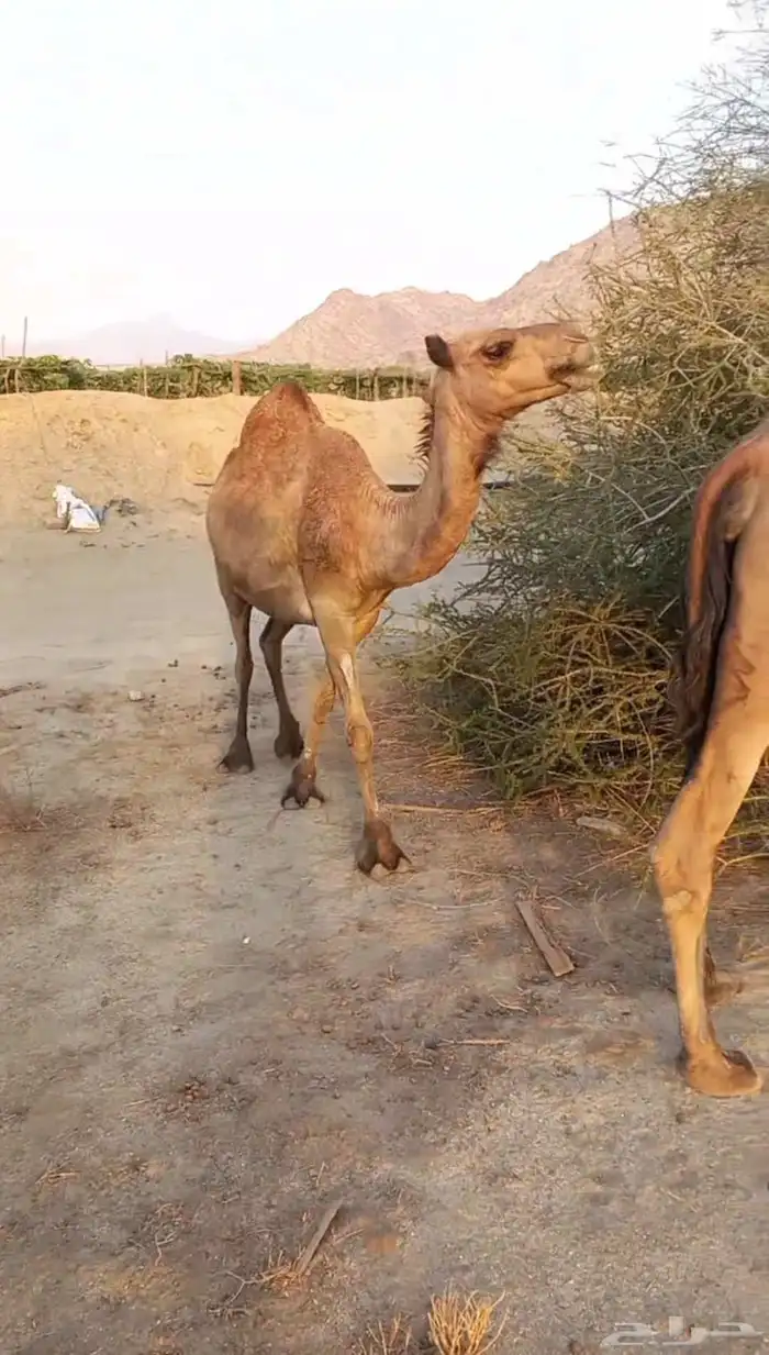 نياق للبيع 2