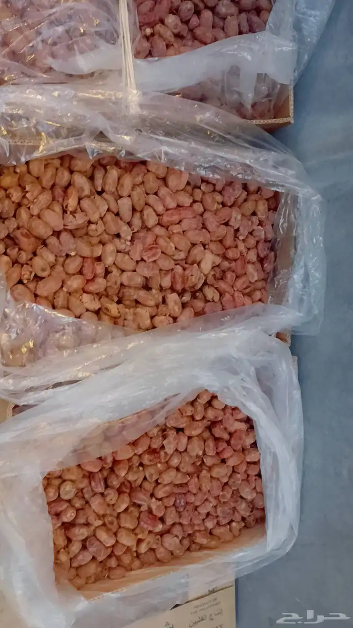 تمر خلاص الاحساء 0