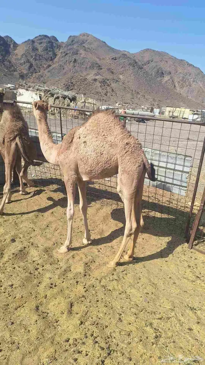 للبيع حشو طيبات وبريات العدد 7 7
