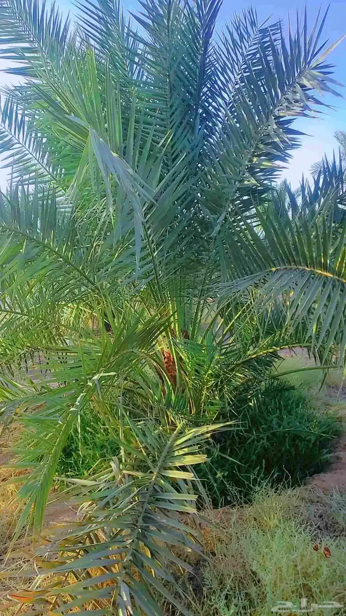 نخيل 5