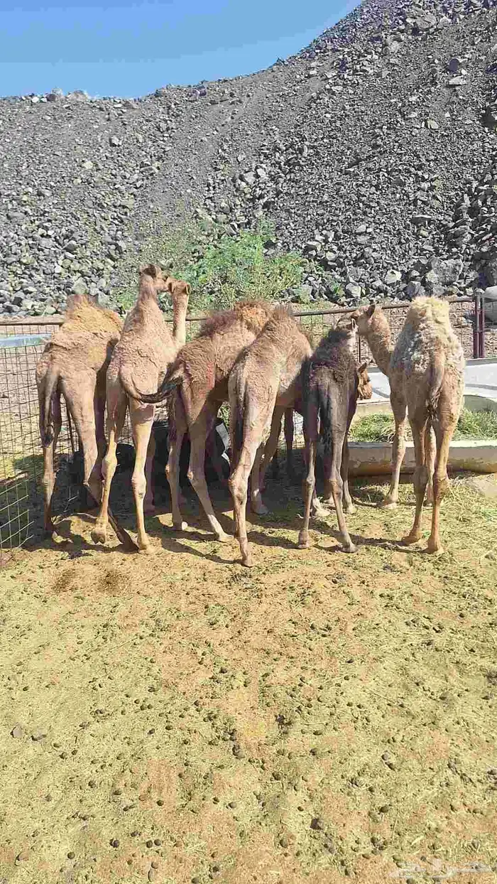 للبيع حشو طيبات وبريات العدد 7 5