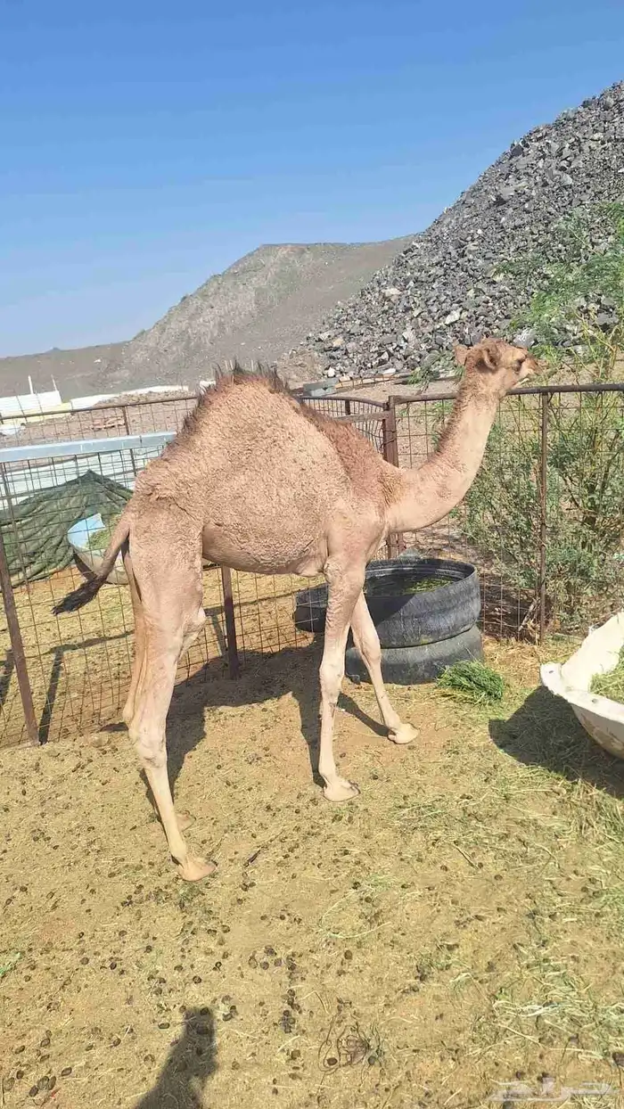 للبيع حشو طيبات وبريات العدد 7 6