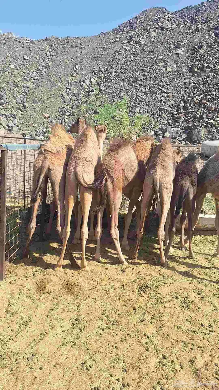 للبيع حشو طيبات وبريات العدد 7 4