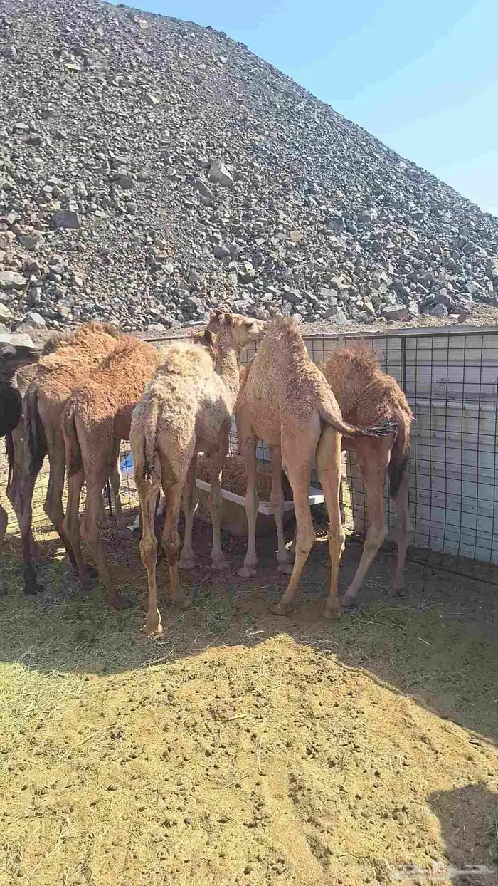 للبيع حشو طيبات وبريات العدد 7 3