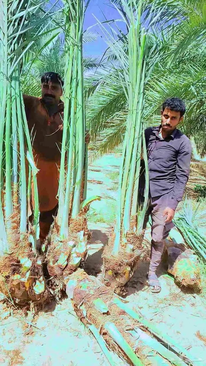 نخيل 3