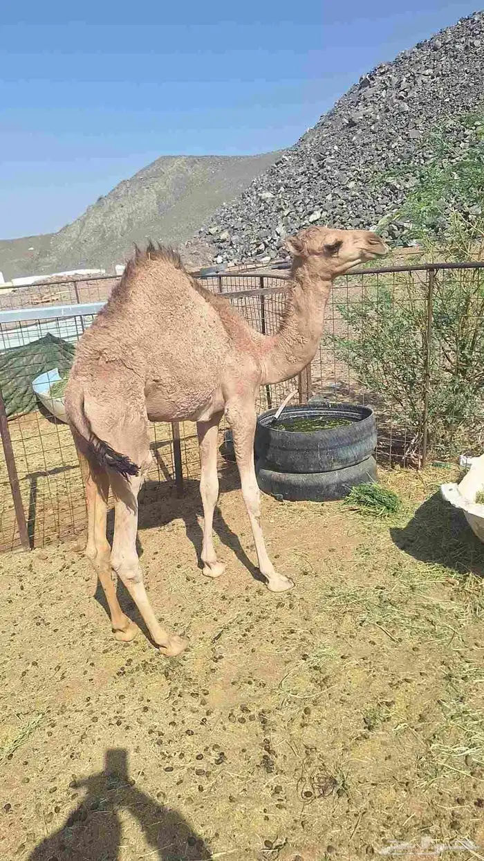 للبيع حشو طيبات وبريات العدد 7 8