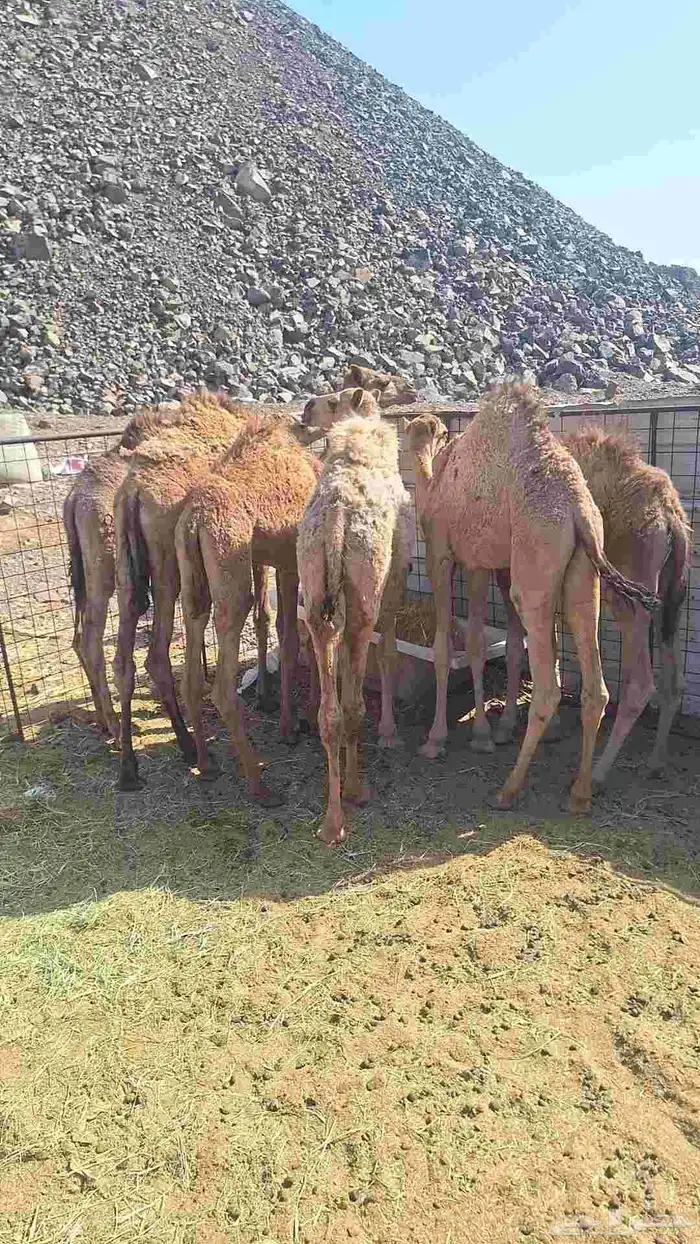للبيع حشو طيبات وبريات العدد 7 2