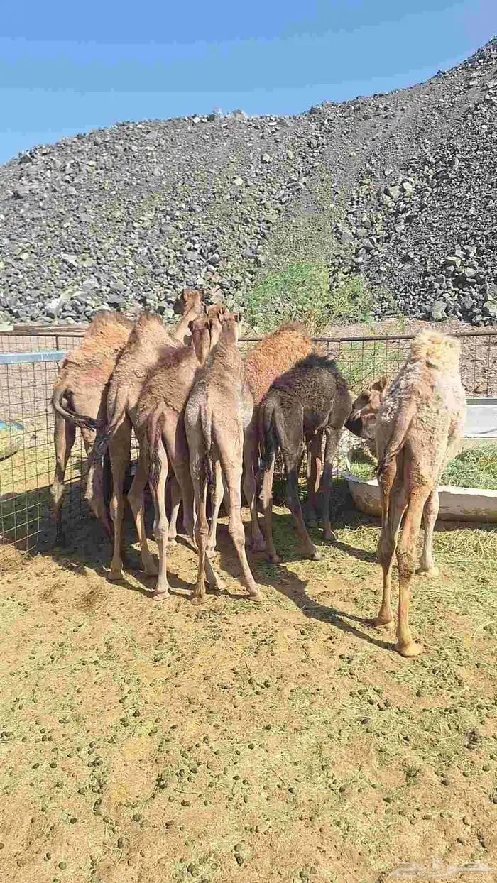 للبيع حشو طيبات وبريات العدد 7 1