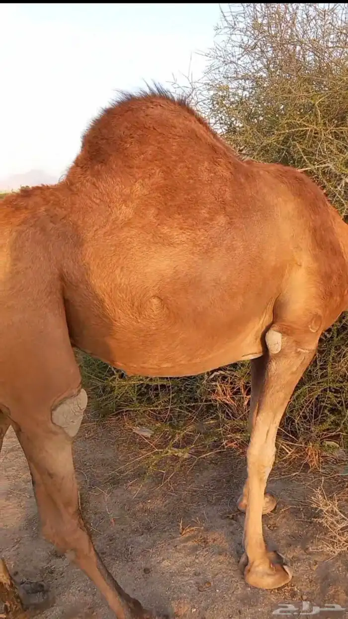 نياق للبيع 0