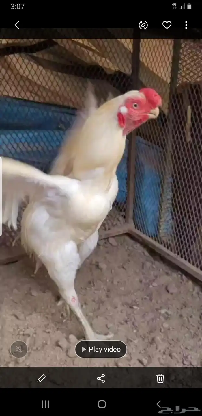 اذناب الھند 4