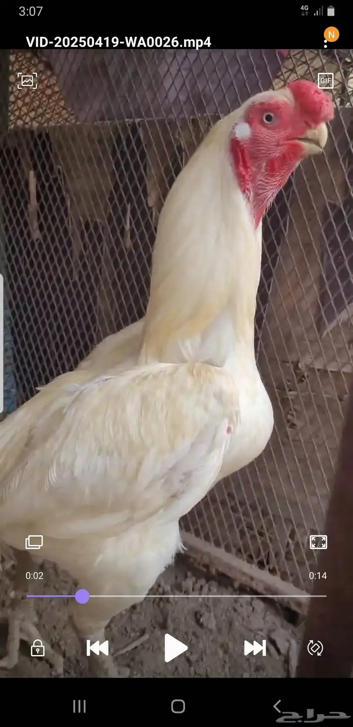 اذناب الھند 3