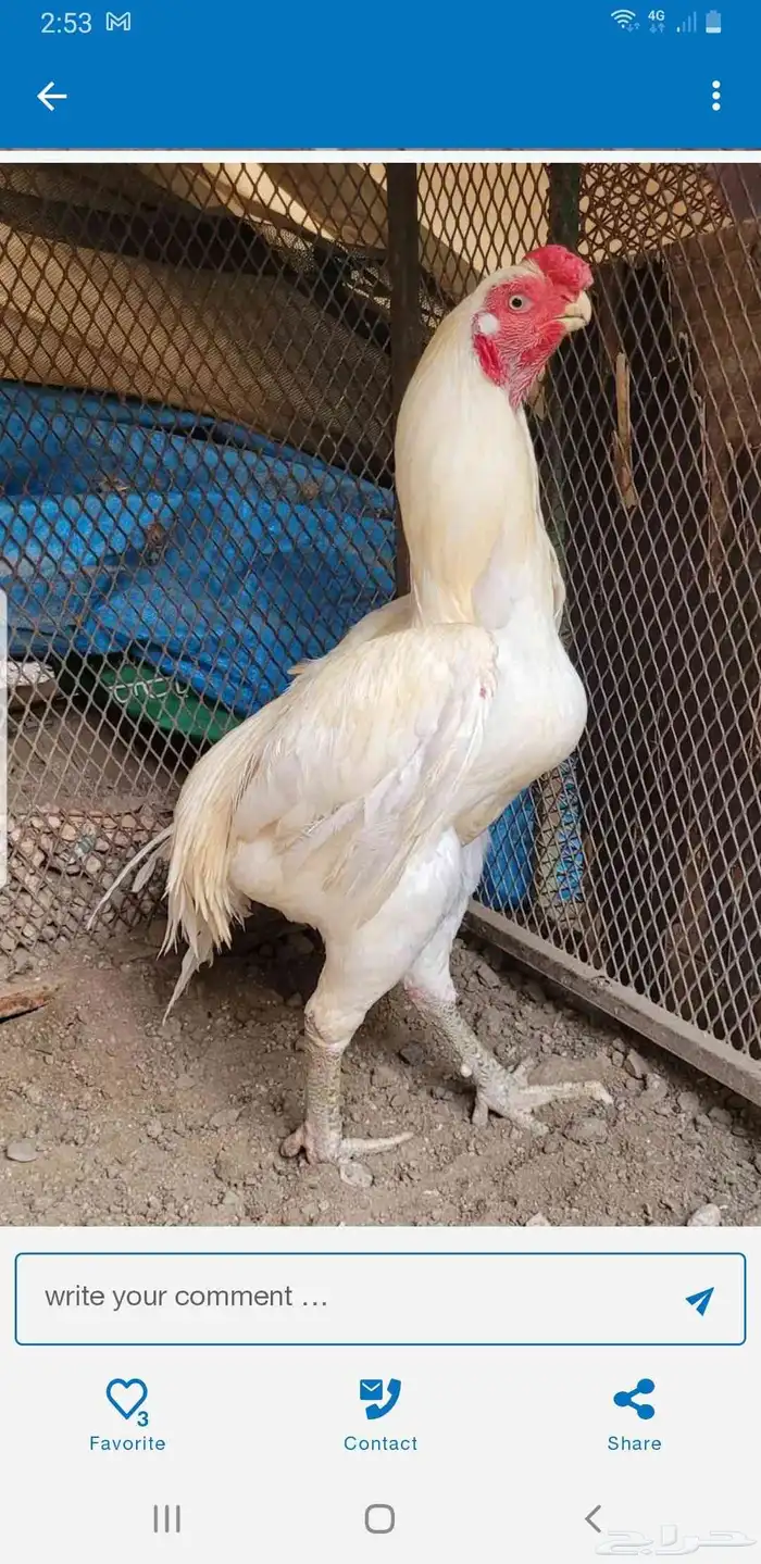 اذناب الھند 6