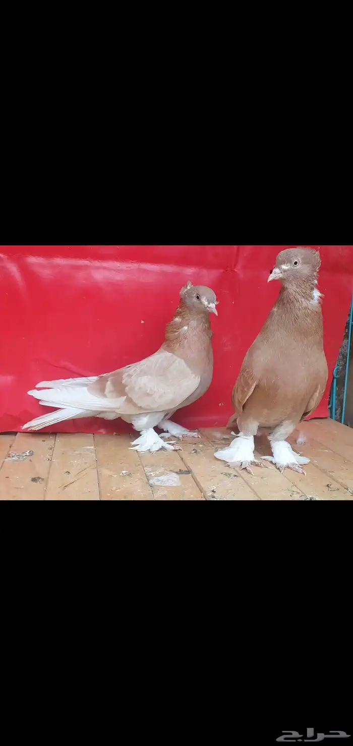 جوز تركي 1