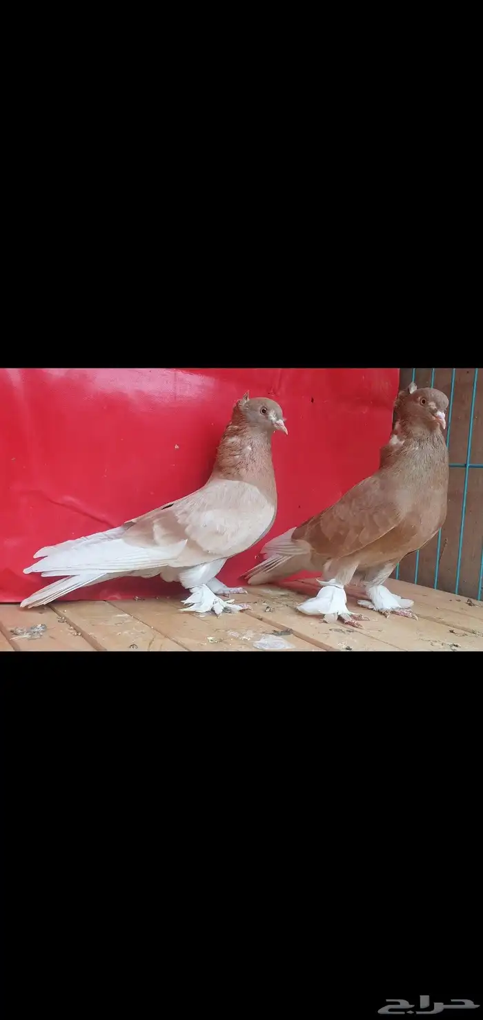 جوز تركي 2