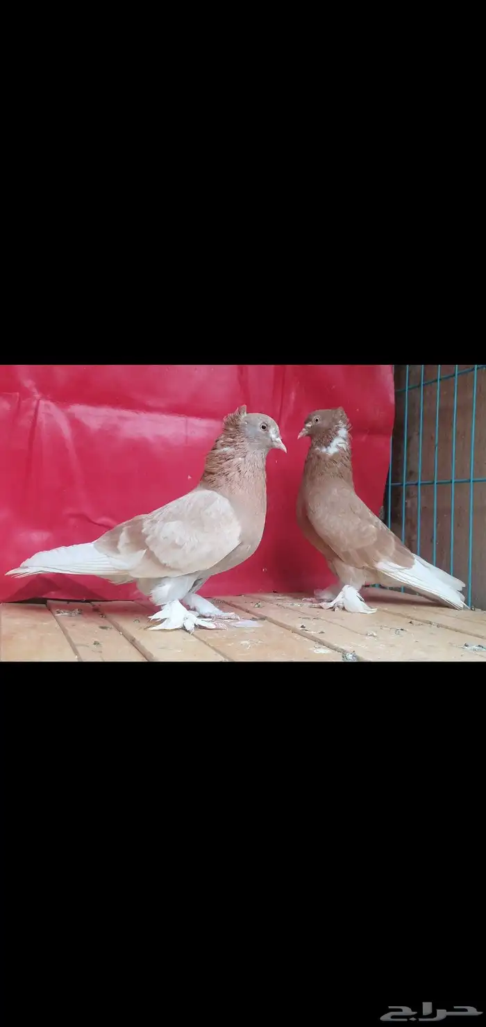 جوز تركي 3
