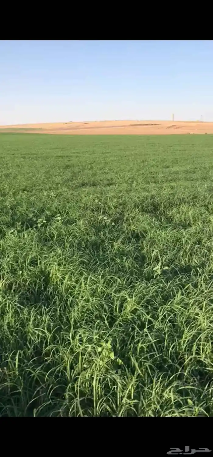 بذور رودس وطني 4