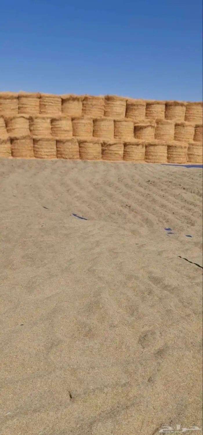 بذور رودس وطني 1