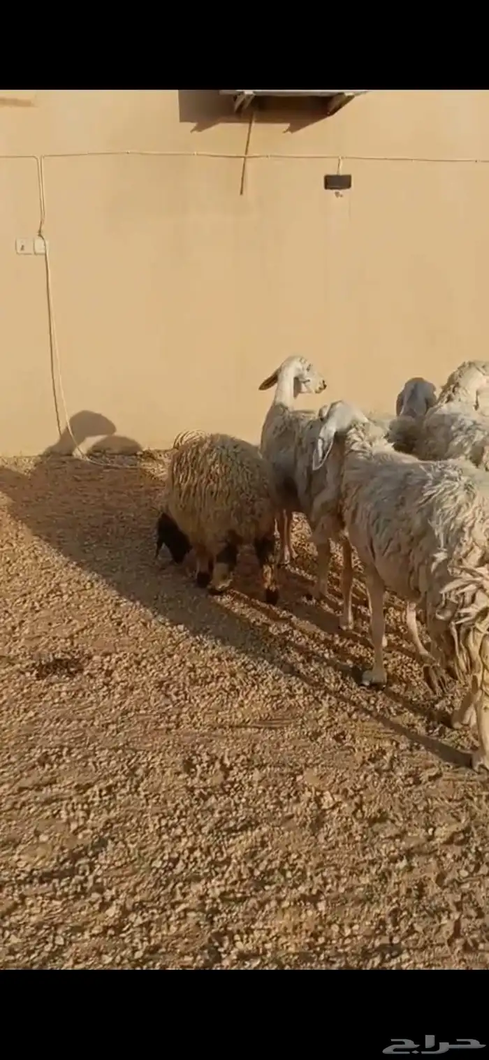 للبيع غنم حريه 4 معه فحل وغنم رفيد 19 راس 4
