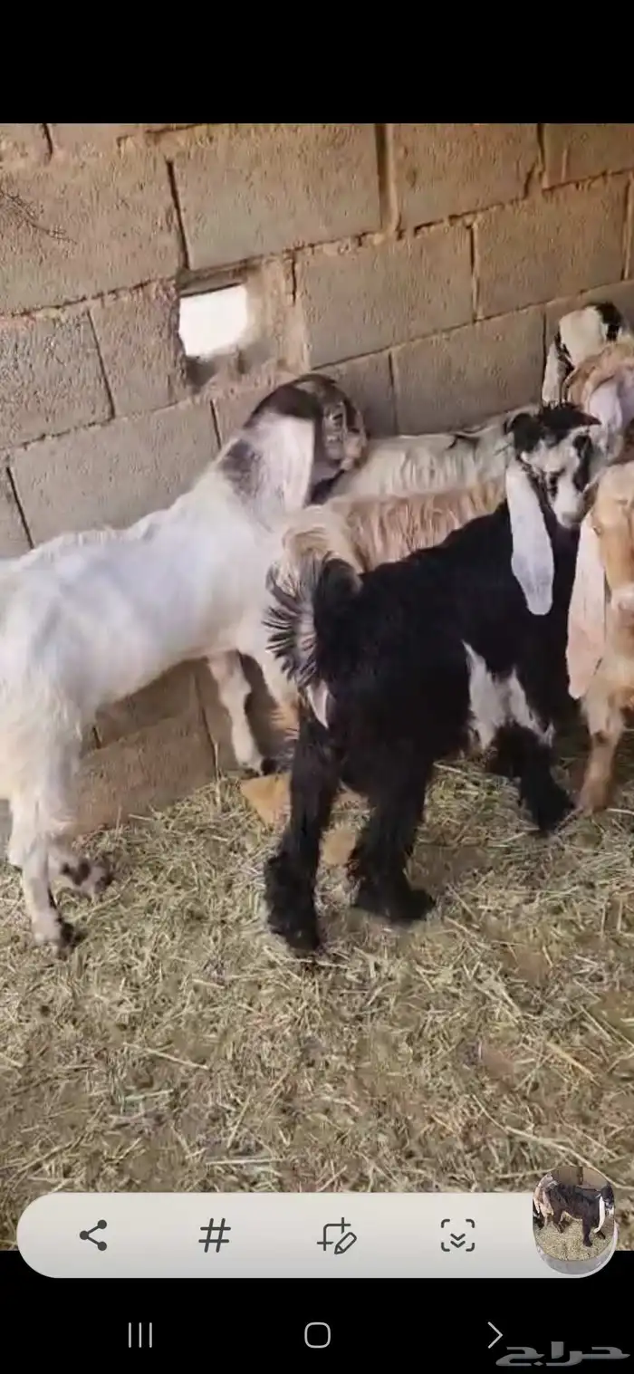 ثلاث تيوس وثلاث جفار عوارض ومشاريك اعمارها فوق خمسة شهور فل 5