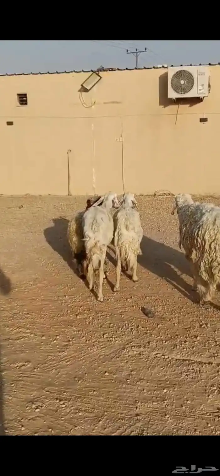 للبيع غنم حريه 4 معه فحل وغنم رفيد 19 راس 6