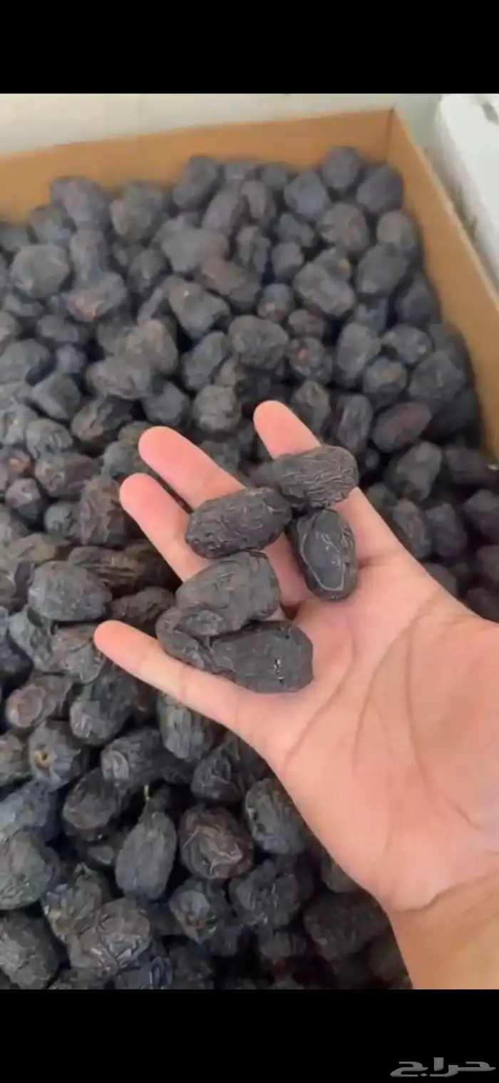 عجوة كمية 10 طن سعر فقط 12 ريال 1