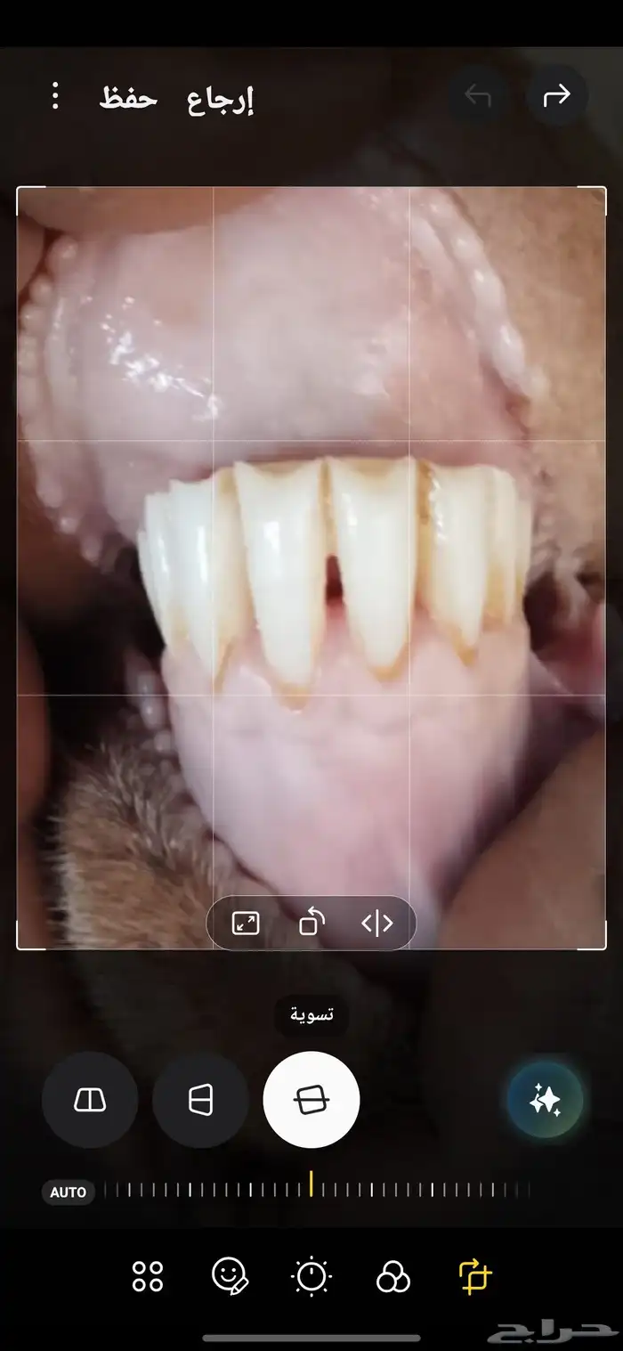 فحل جنوبي للبيع 3