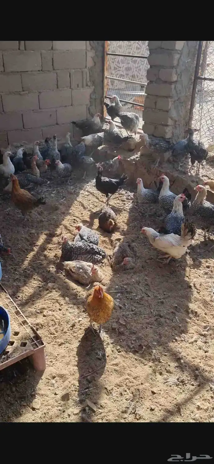 دجاج بياض 2
