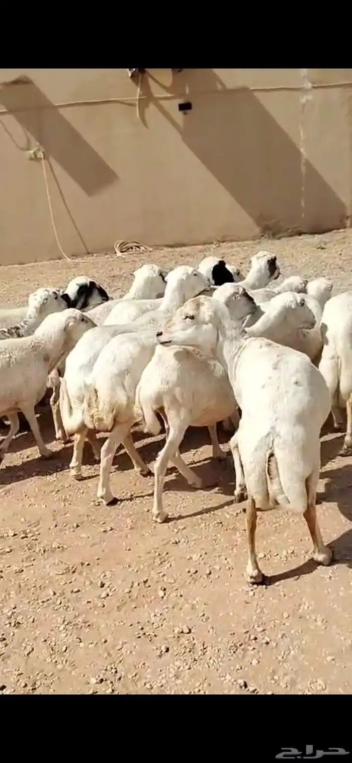 للبيع غنم حريه 4 معه فحل وغنم رفيد 19 راس 3