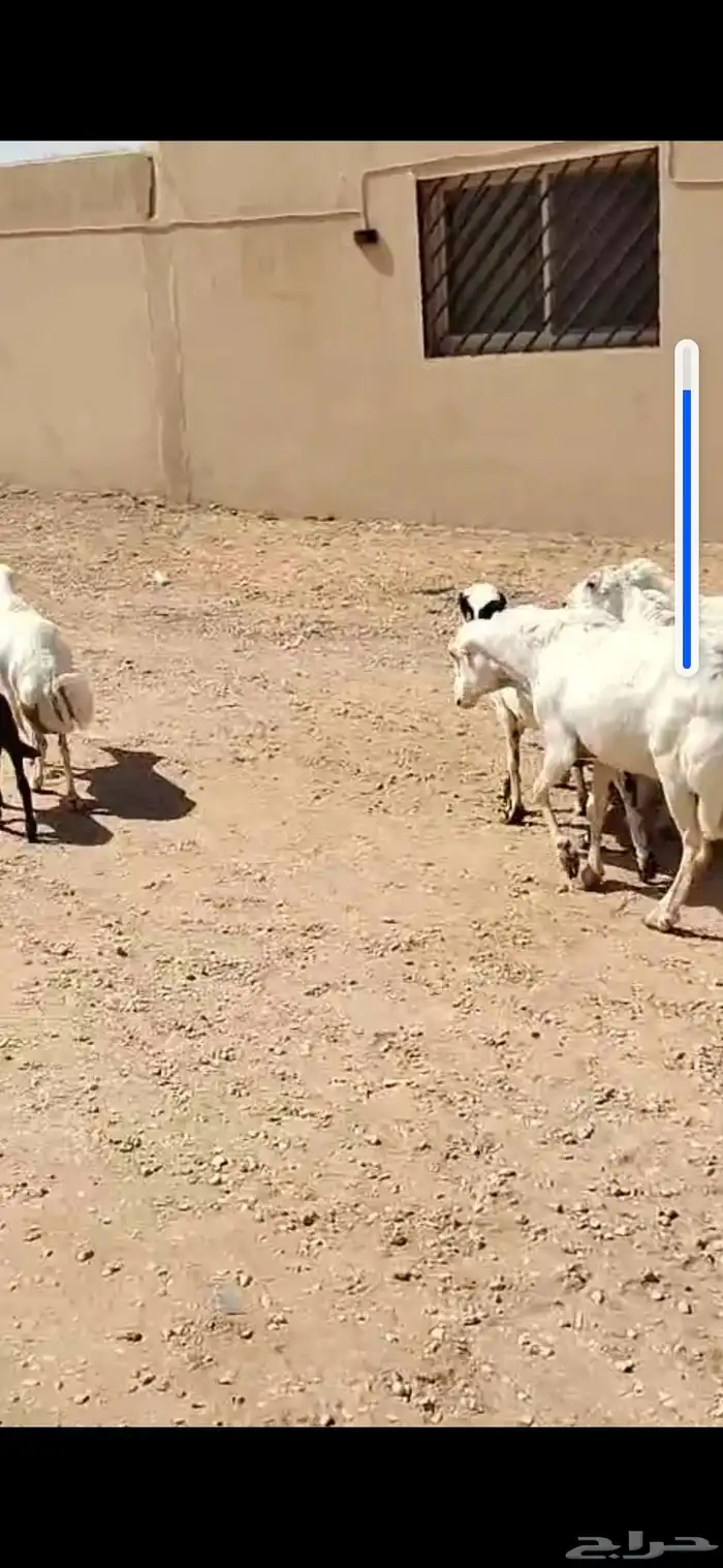 للبيع غنم حريه 4 معه فحل وغنم رفيد 19 راس 2
