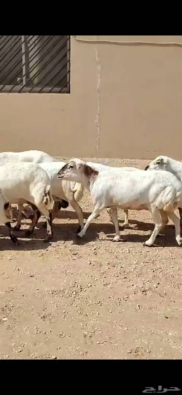 للبيع غنم حريه 4 معه فحل وغنم رفيد 19 راس 1