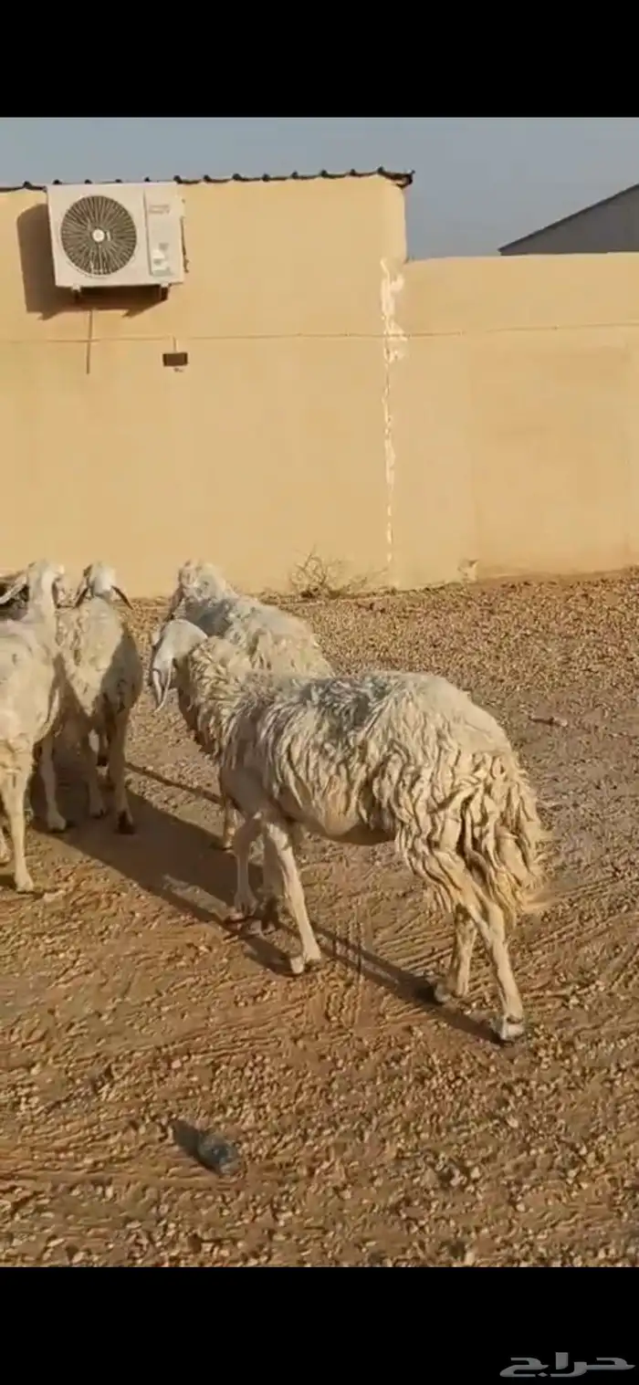 للبيع غنم حريه 4 معه فحل وغنم رفيد 19 راس 5