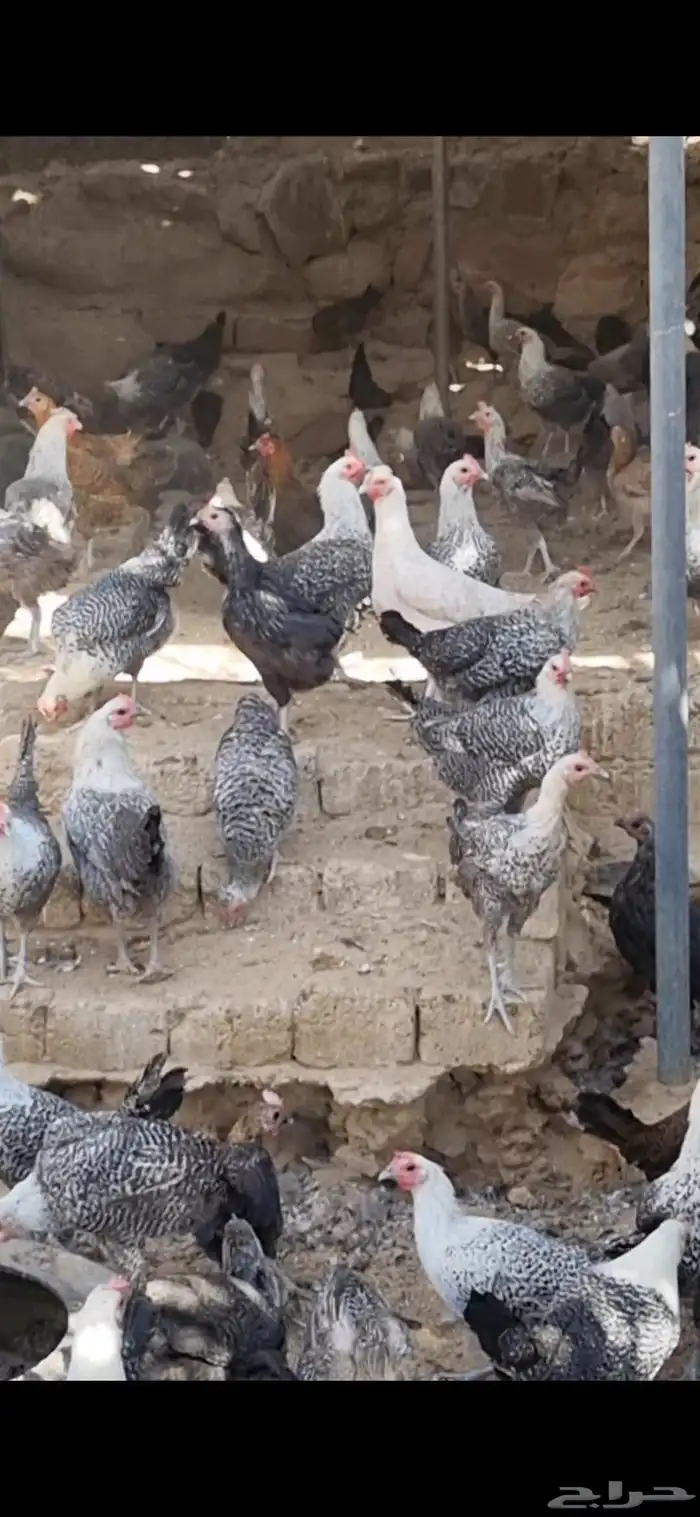 دجاج بياض 0