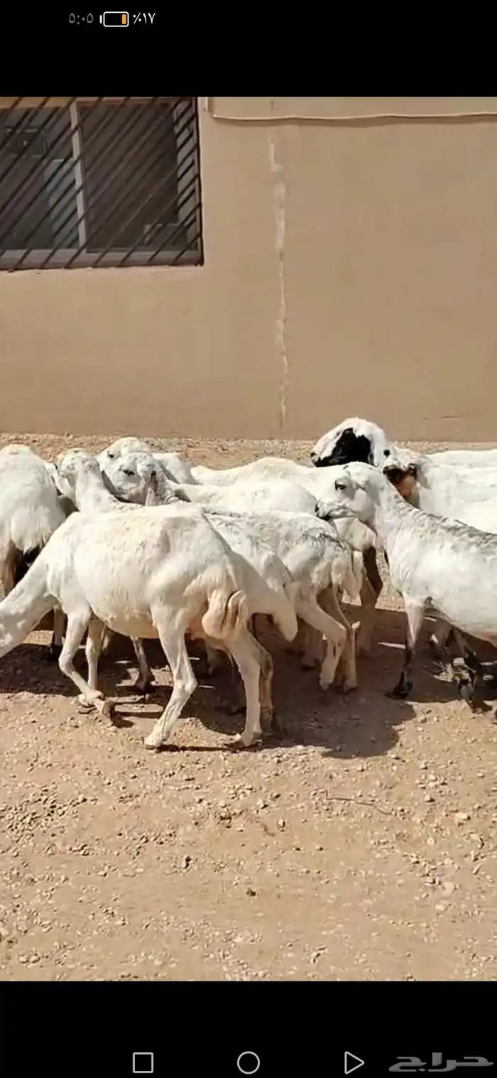 للبيع غنم حريه 4 معه فحل وغنم رفيد 19 راس 7
