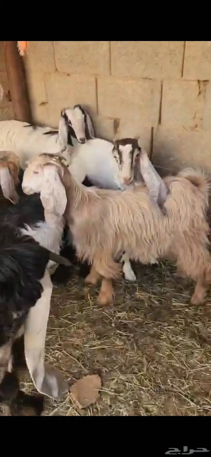 ثلاث تيوس وثلاث جفار عوارض ومشاريك اعمارها فوق خمسة شهور فل 8