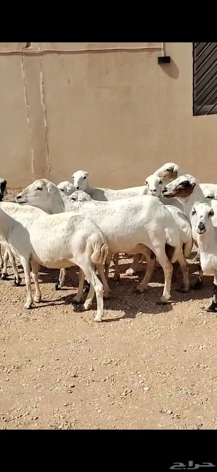 للبيع غنم حريه 4 معه فحل وغنم رفيد 19 راس 0