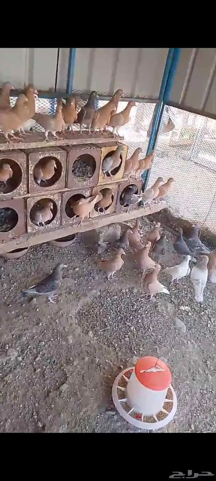زواجل حمام زاجل الوان مميزه 4